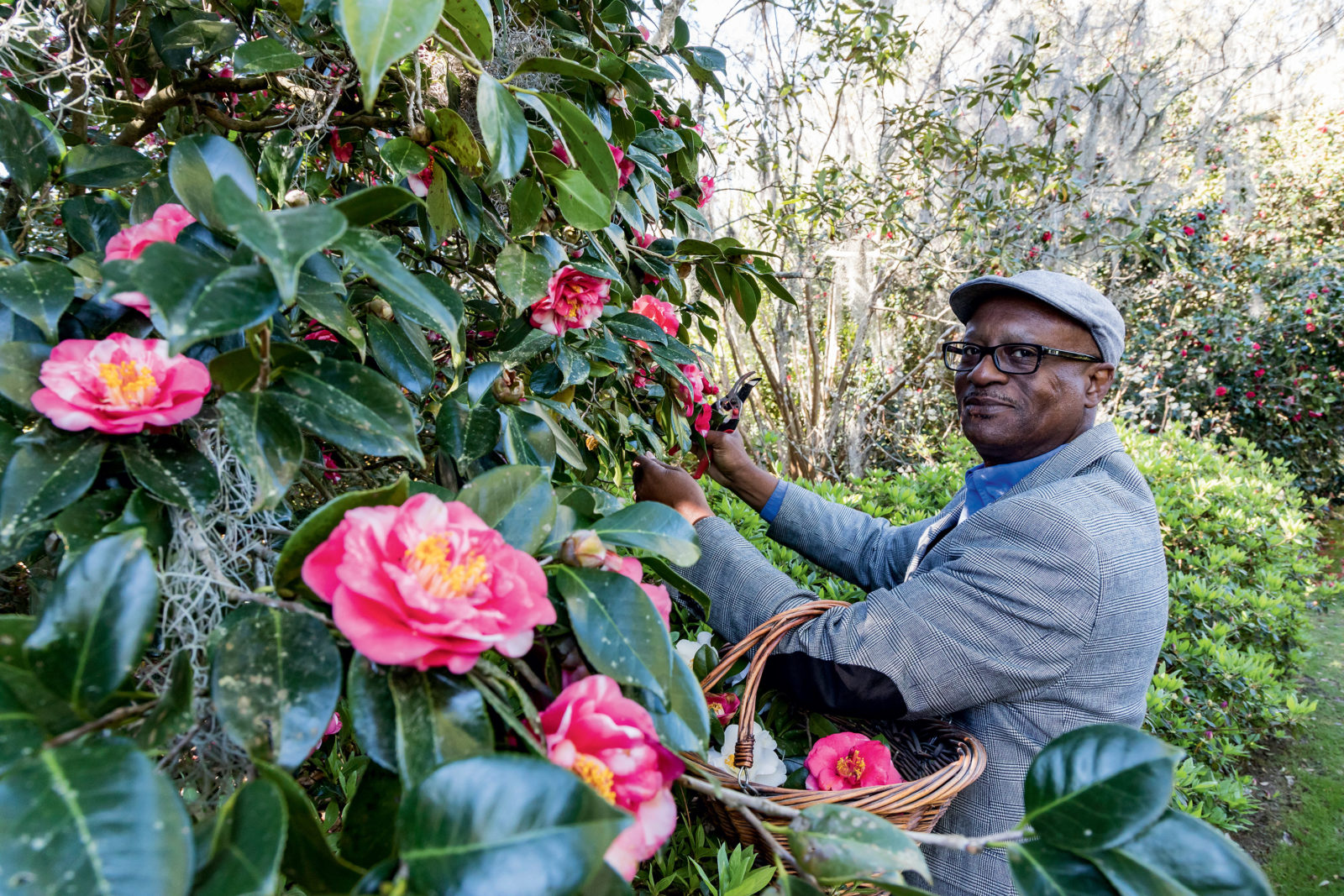 Keep Your Favorite Camellias Growing Forever Garden Gun