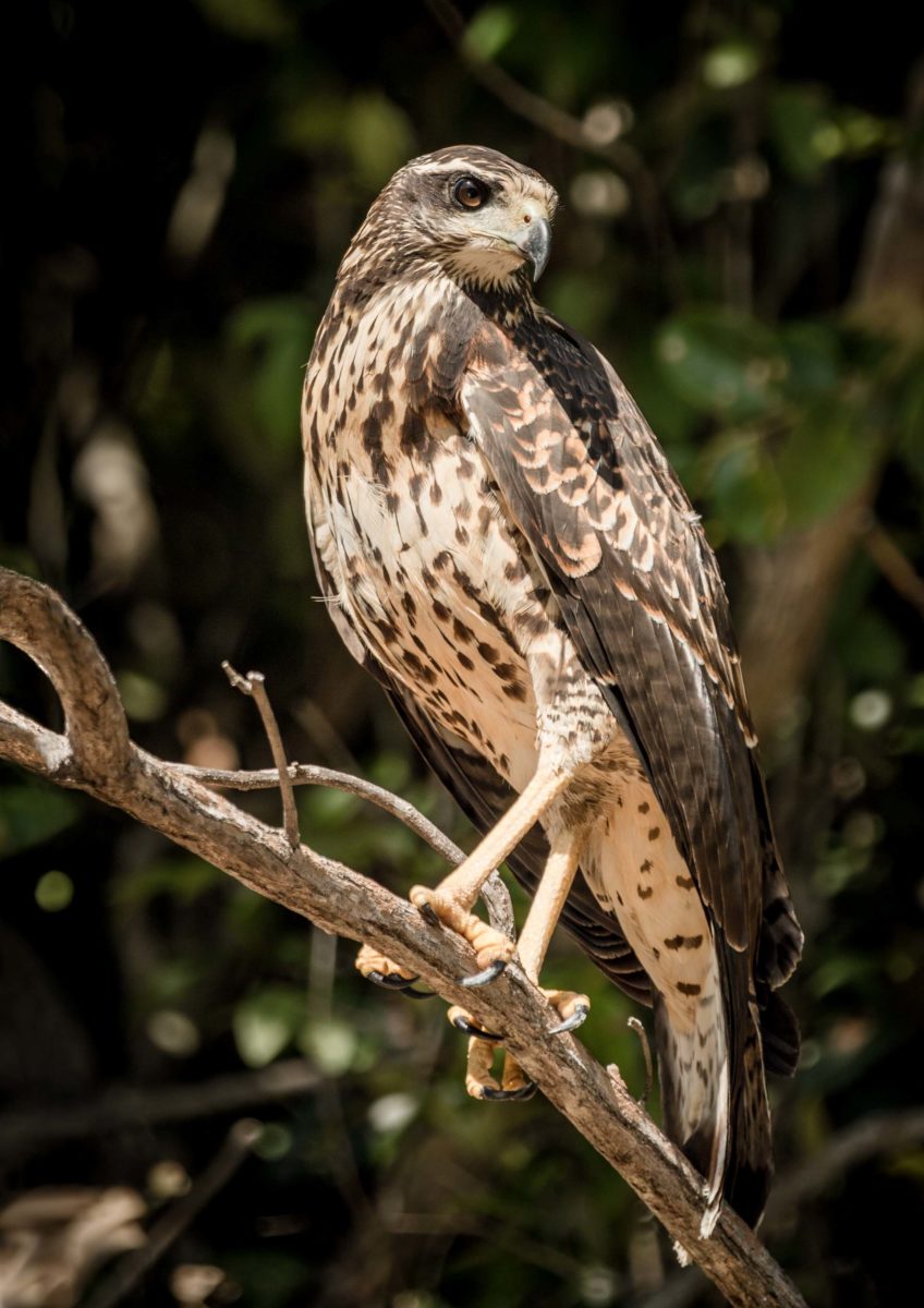 The Amazonian Sporting Trip of a Lifetime – Garden & Gun