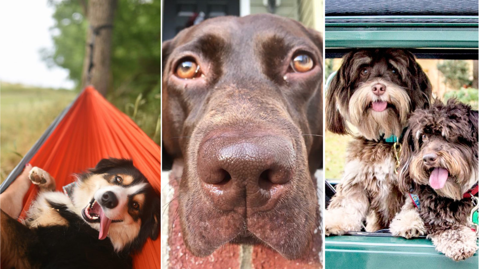 The 2018 Good Dog Photo Contest Winners Garden Gun