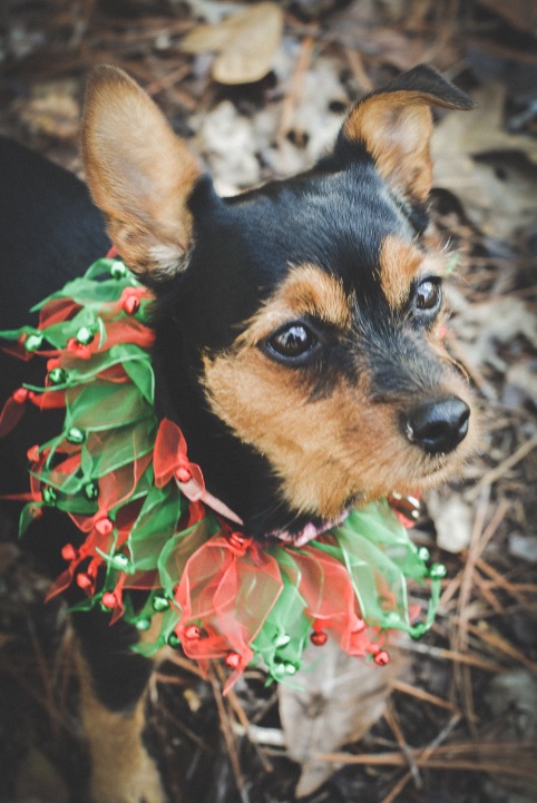 Penelope, Chorkie
Birmingham, Alabama