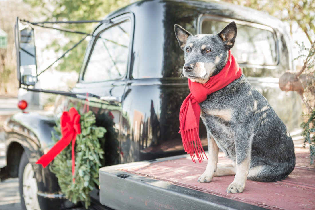 Sally, Blue Heeler
Nashville, TN