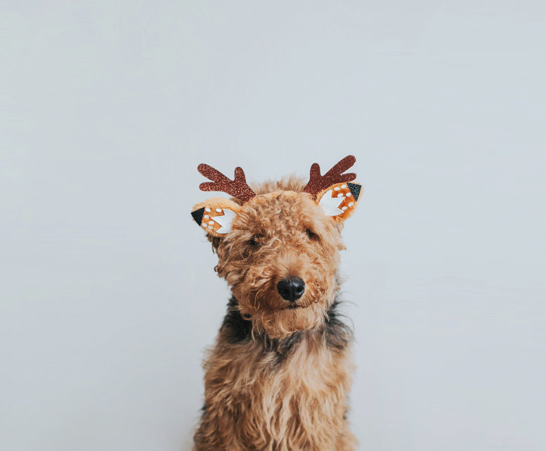 Milo, Welsh Terrier
Corinth, Texas