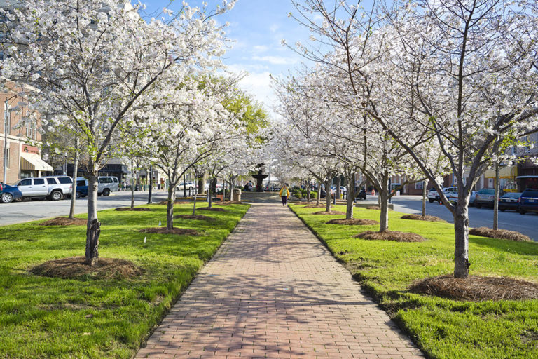 Macon’s Cherry Blossoms Are Back Garden & Gun