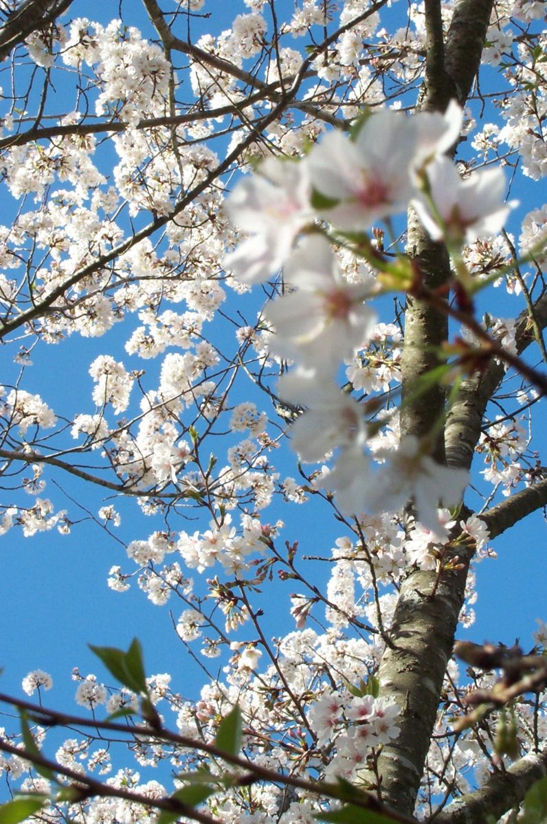 Macon’s Cherry Blossoms Are Back Garden & Gun