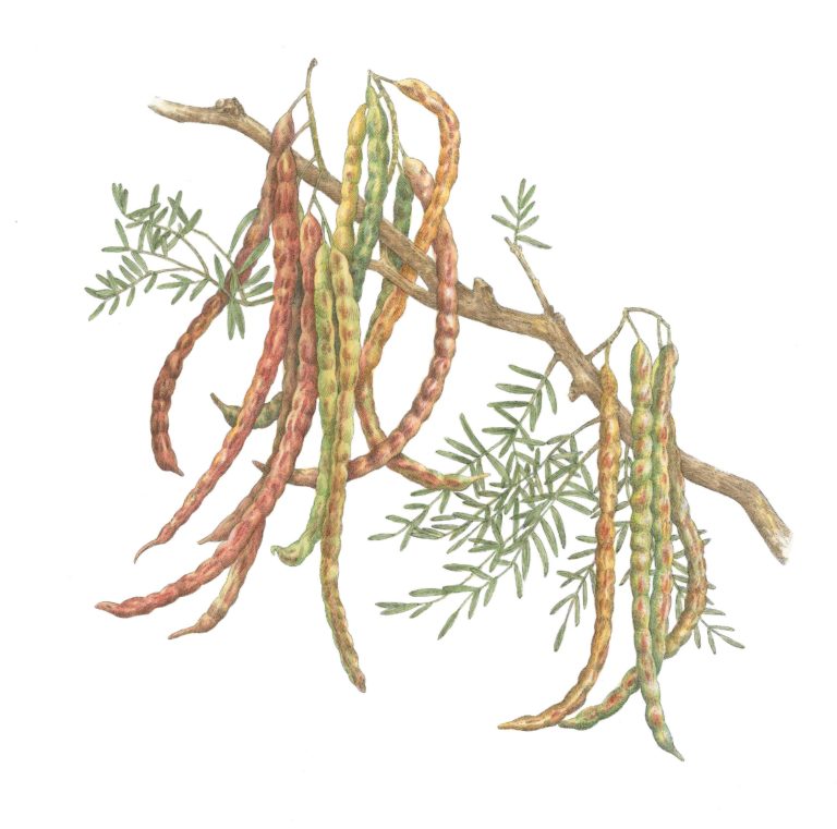 The Culinary Magic of Mesquite Beans Garden & Gun