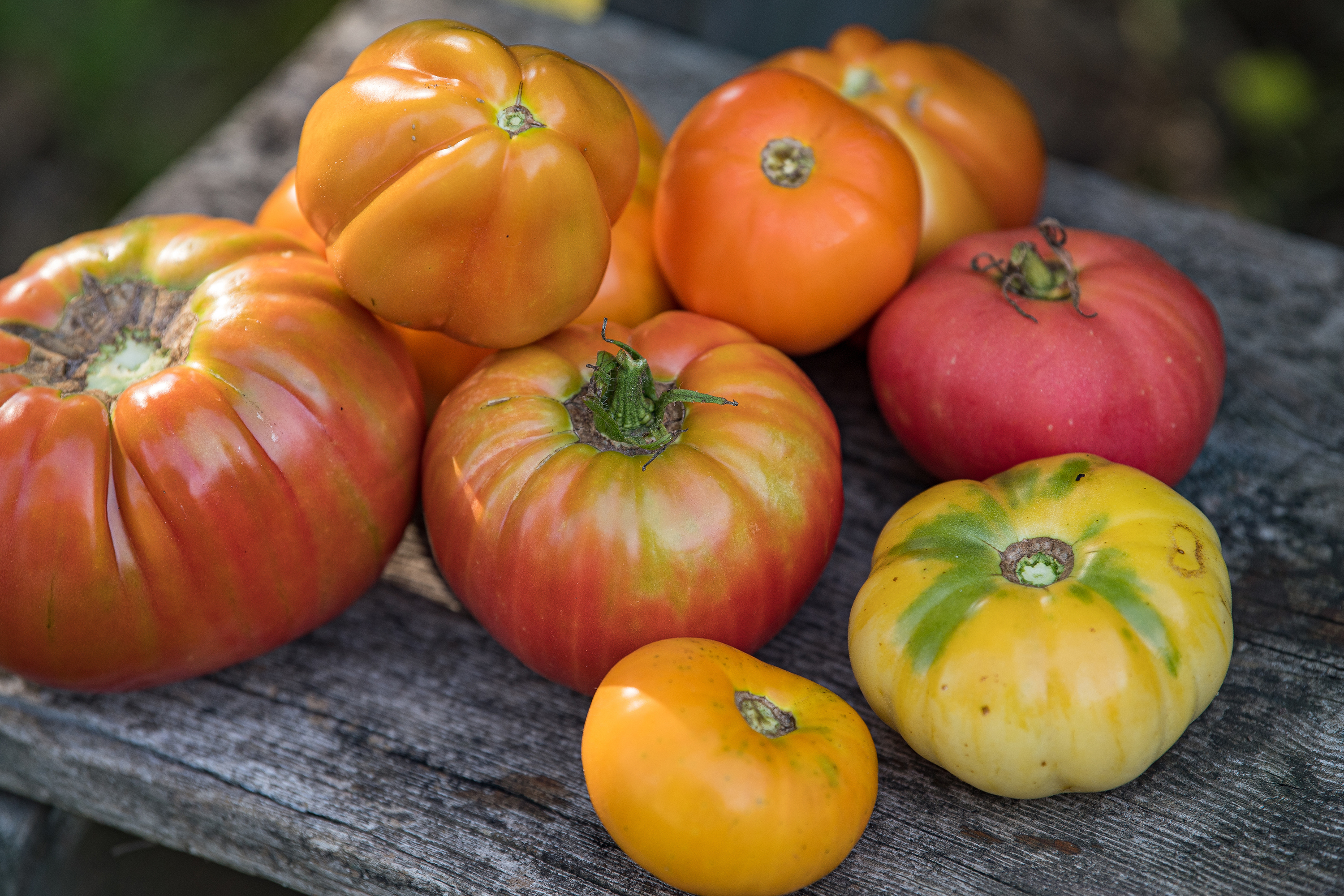 Secrets of a Southern Tomato Garden