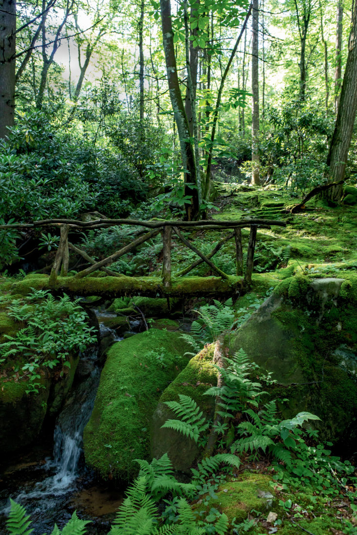 Moss As A Low Maintenance Log Cabin Landscape