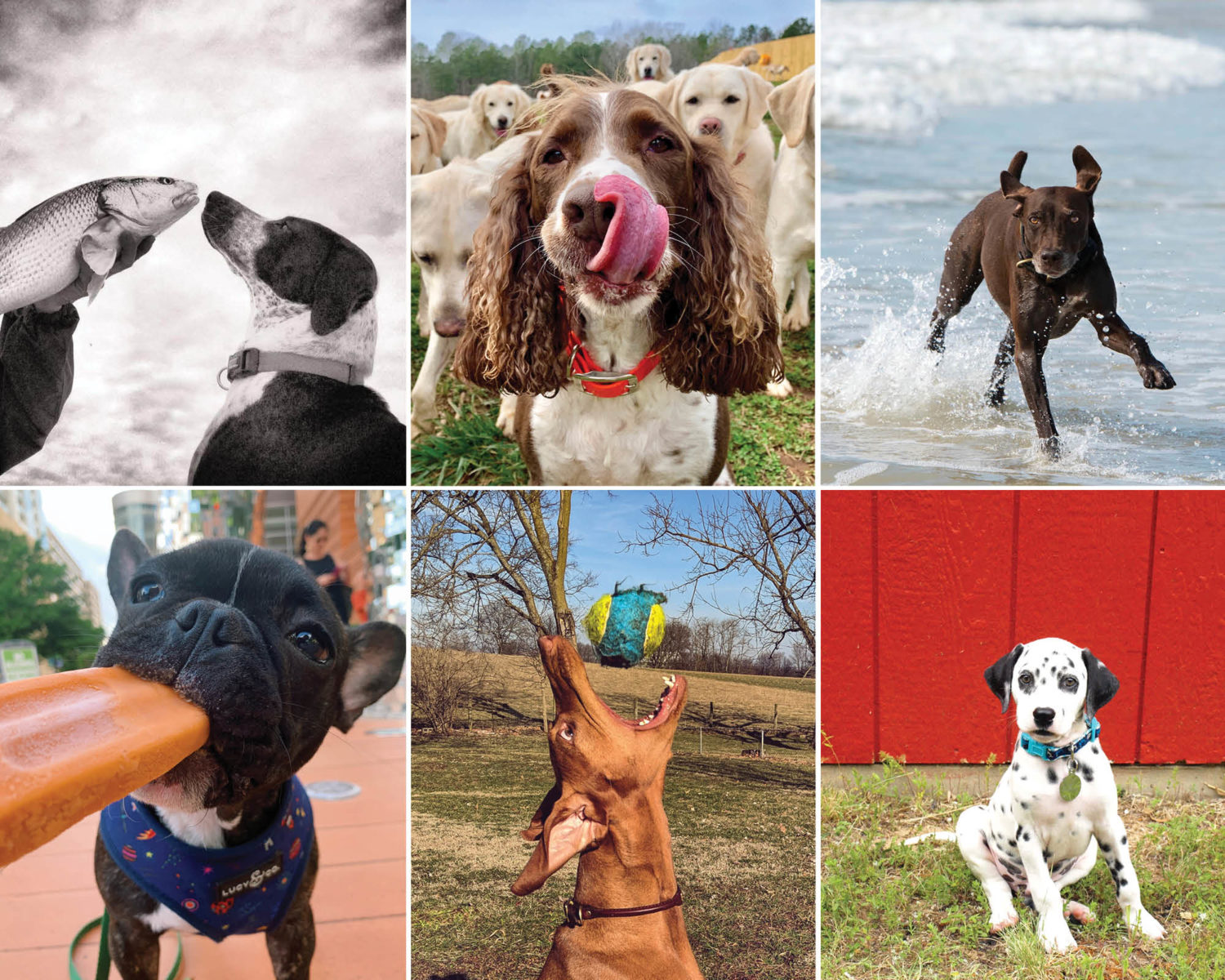 The Good Dog Photo Contest 2019 