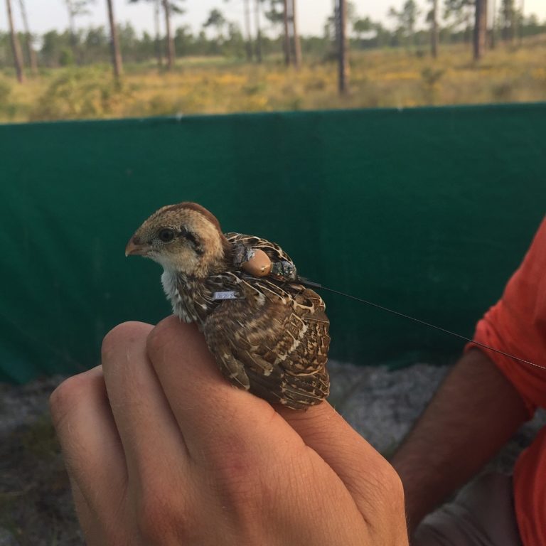 Frog Eats Quail Garden & Gun