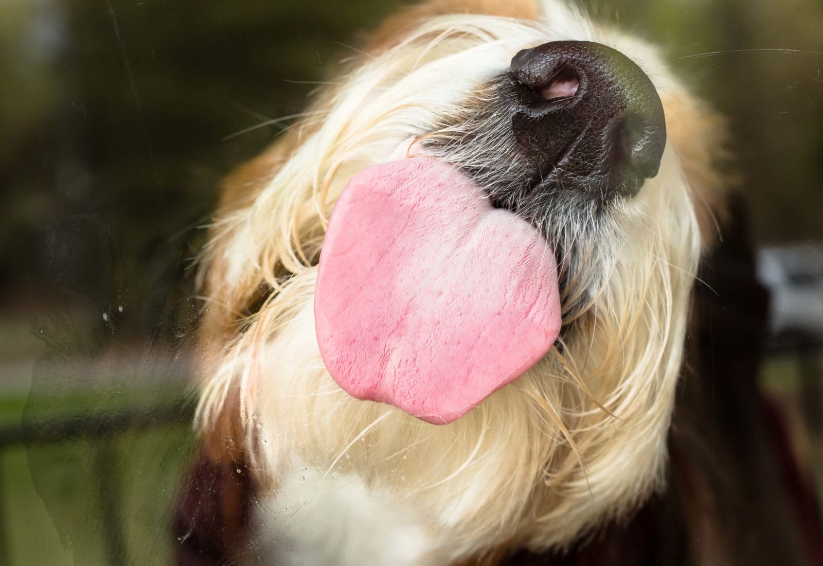 Tucker, golden retriever - Dog Photo Contest
