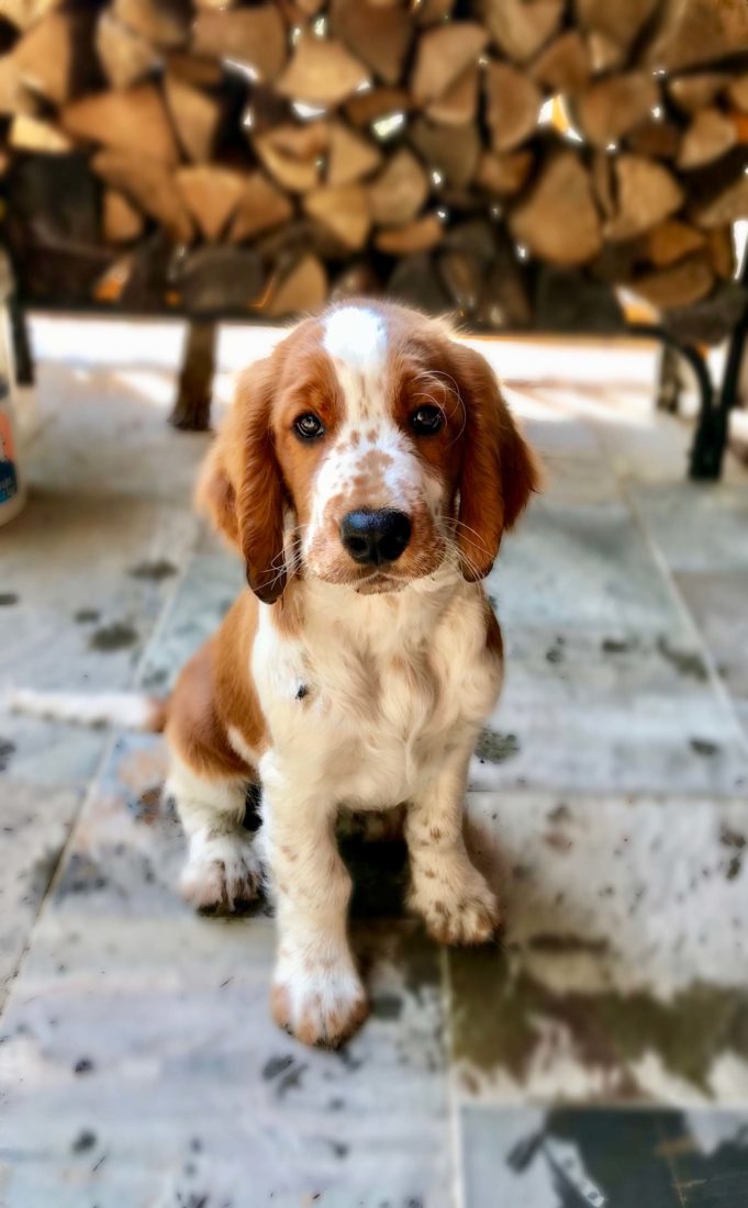 100 Puppies—Need We Say More? – Garden & Gun