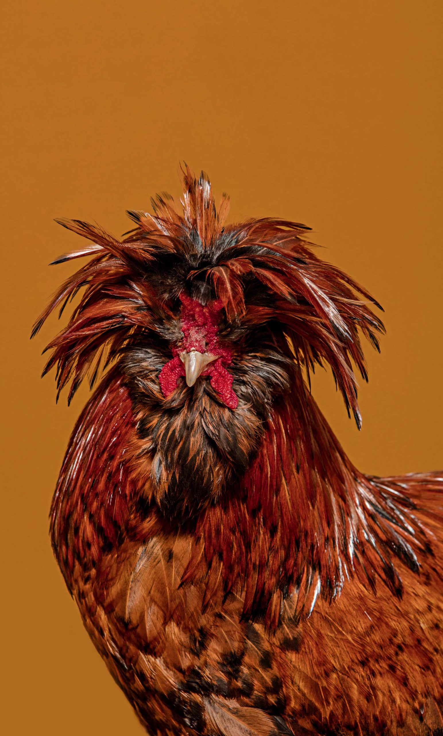 Why You Should Raise Rare Chicken Breeds