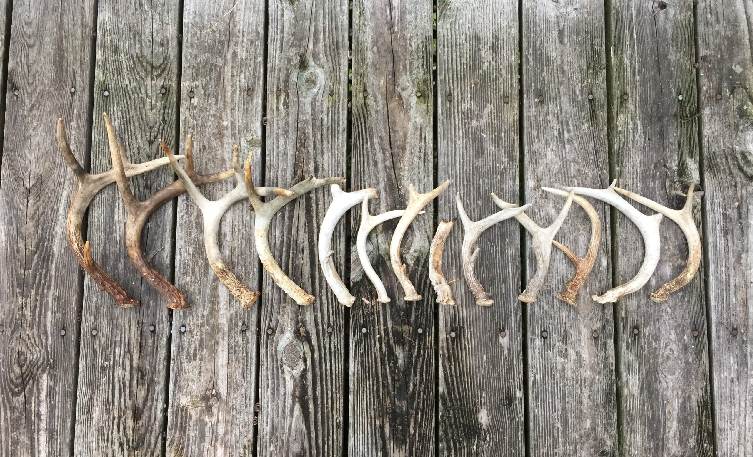The Southerner's Guide to Shed Hunting – Garden & Gun