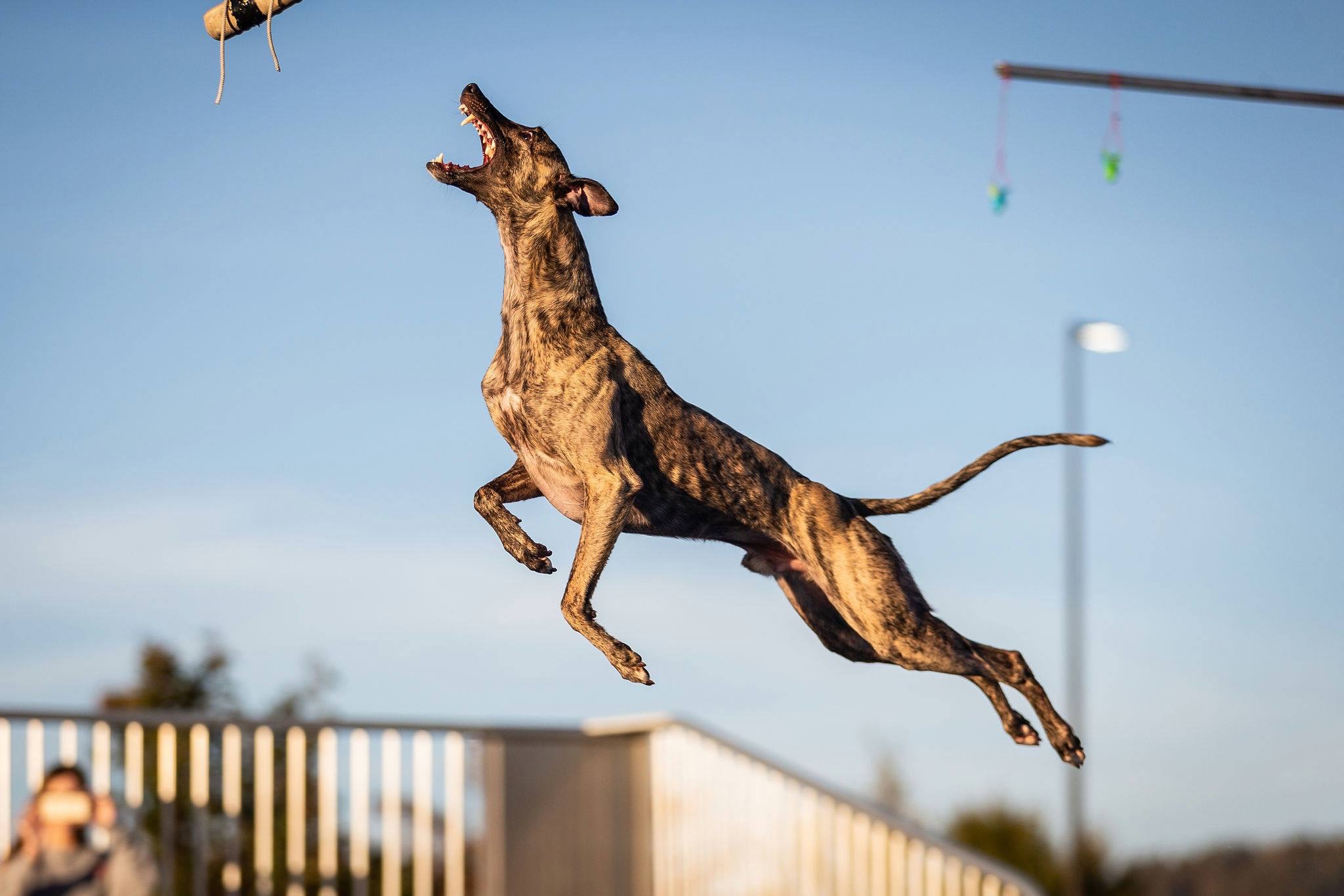 Can greyhounds jump on sale fences