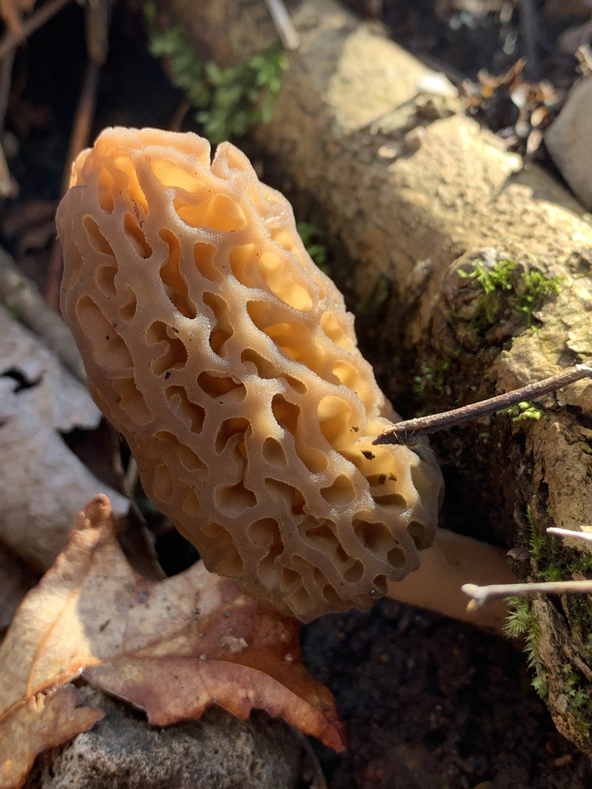 How to Hunt for Morels Garden & Gun