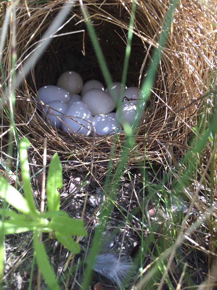 https://gardenandgun.com/wp-content/uploads/2020/05/Quail-nest-with-eggs_Credit_Aubrey-Pawlikowski_Georgia-DNR.jpg