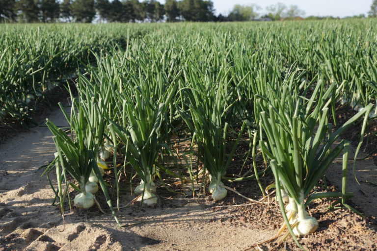 What Makes Vidalia Onions So Great Garden Gun   0S7A2911 768x512 