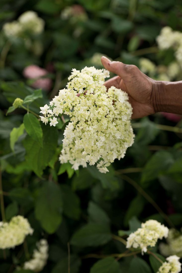 Blundering Gardener: Hydrangeas are exciting for good reason – Twin Cities