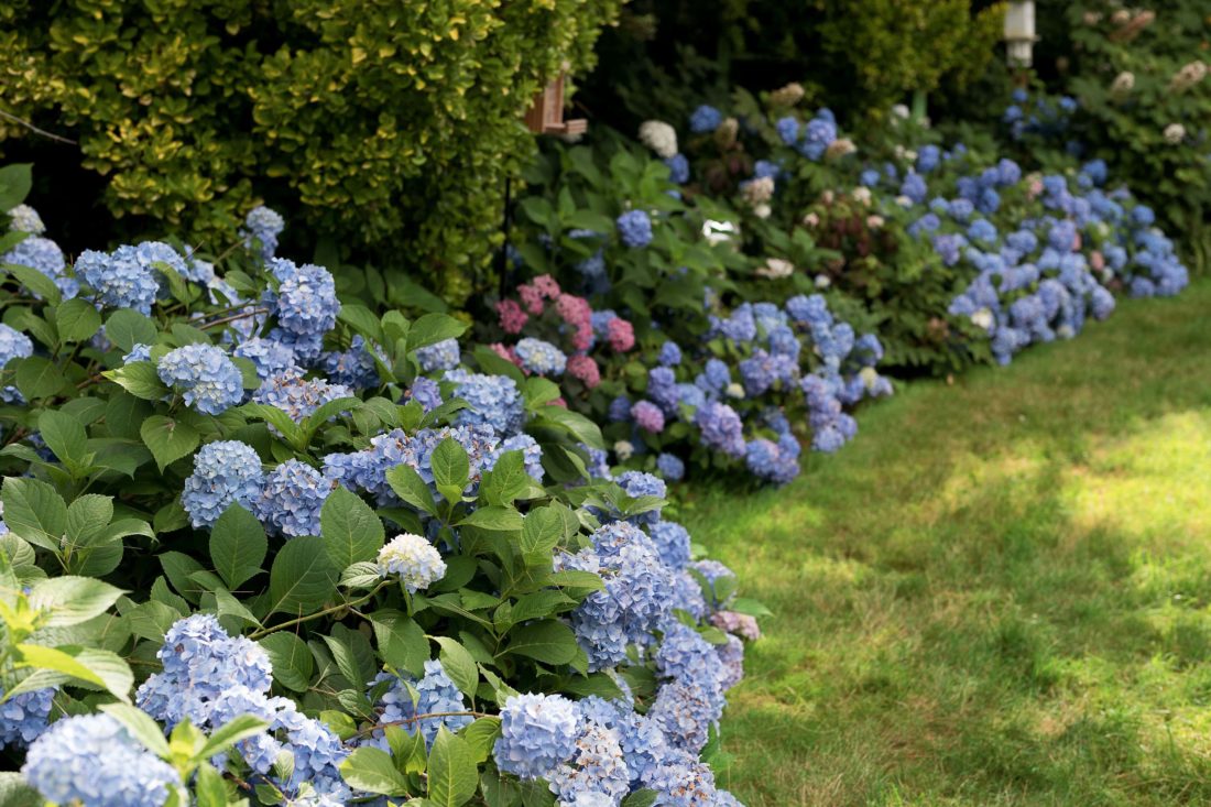 Blundering Gardener: Hydrangeas are exciting for good reason – Twin Cities