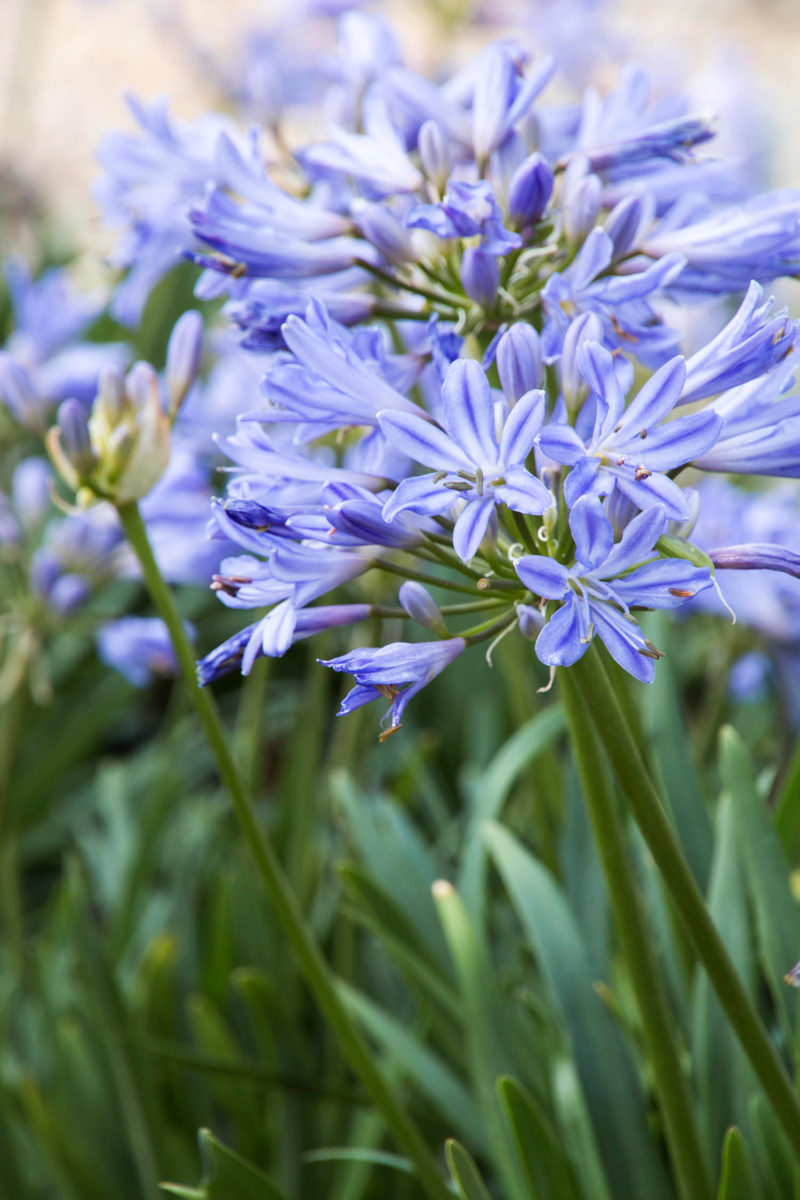 agapanthus