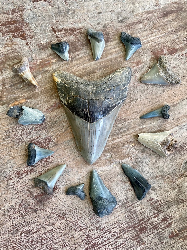 An Expert's Guide to Finding Shark Teeth – Garden & Gun