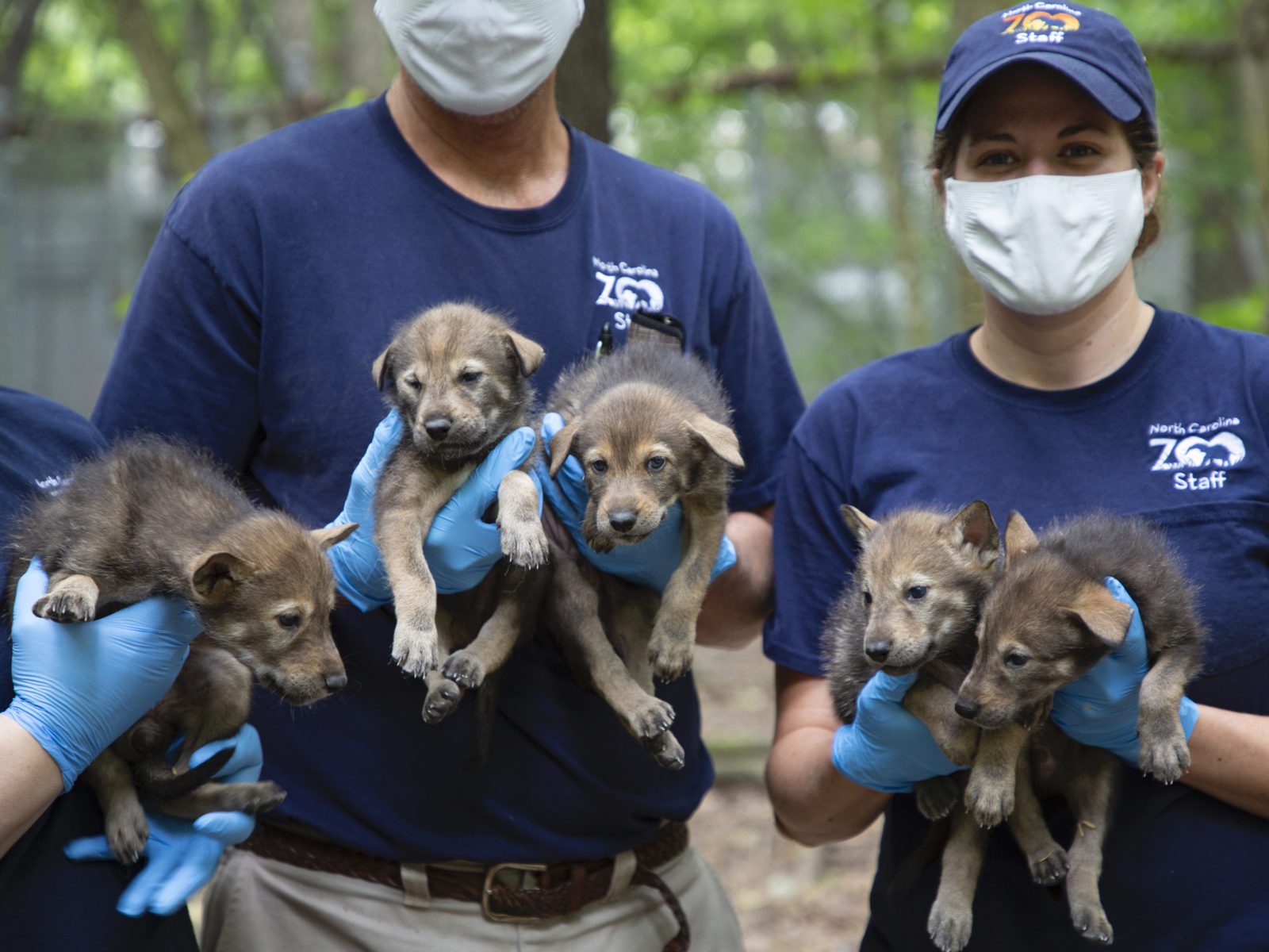 How the North Carolina Zoo Looks After Red Wolf Puppies – Garden & Gun