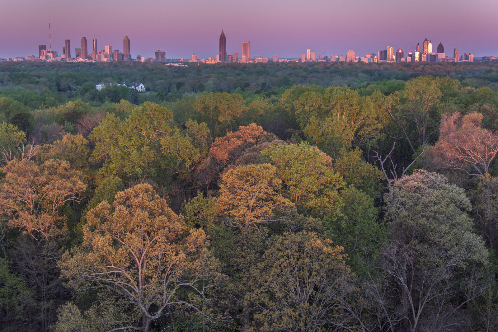 The New Fight Over an Old Forest in Atlanta