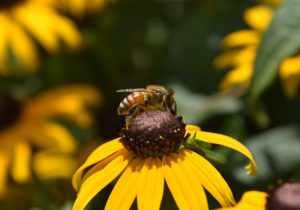 Give Bees a Chance – Garden & Gun