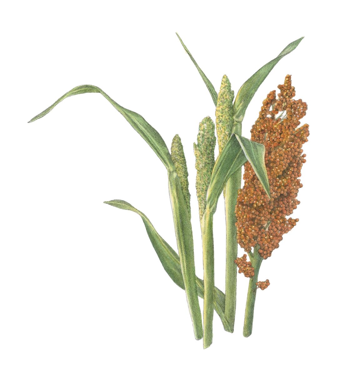 ragi plant clipart image