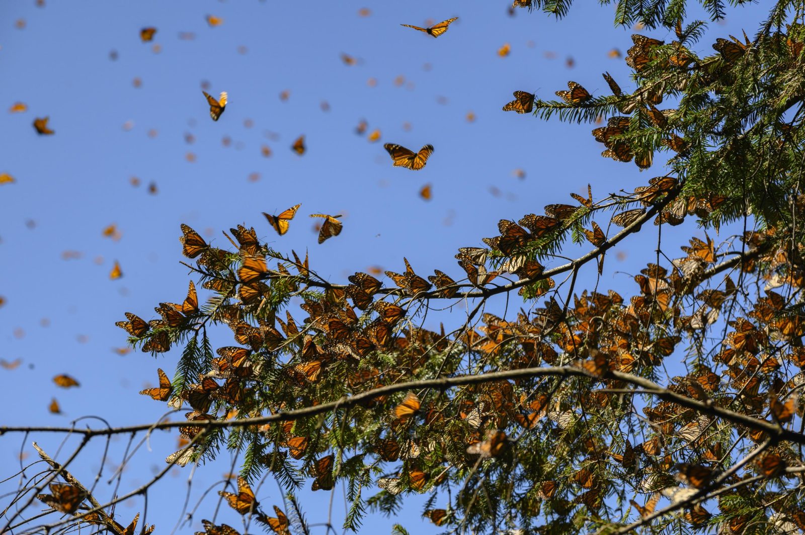 Giving Monarch Butterflies a Wing Up – Garden & Gun