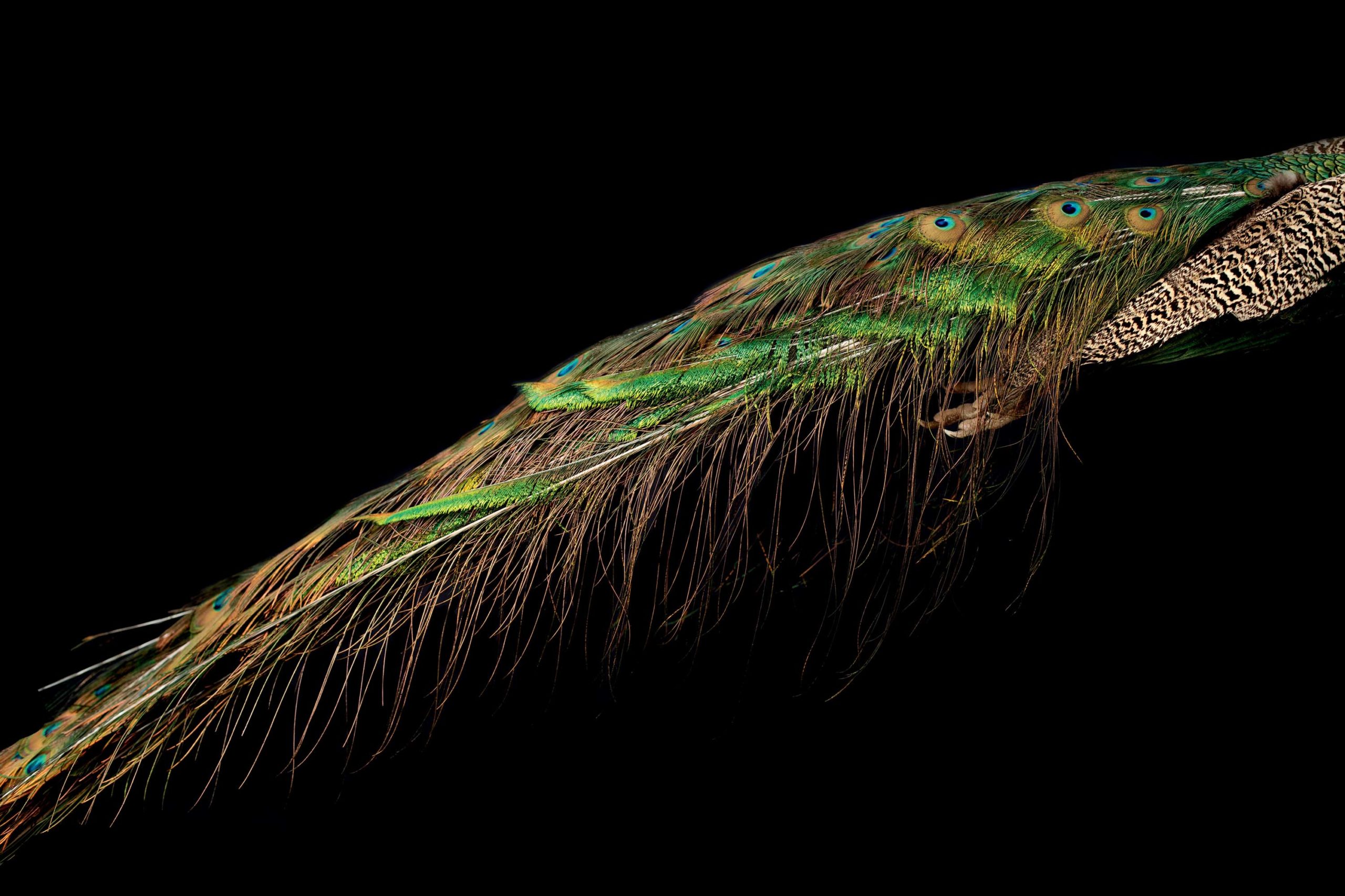 Back to Black: How Birds-of-Paradise Get Their Midnight Feathers