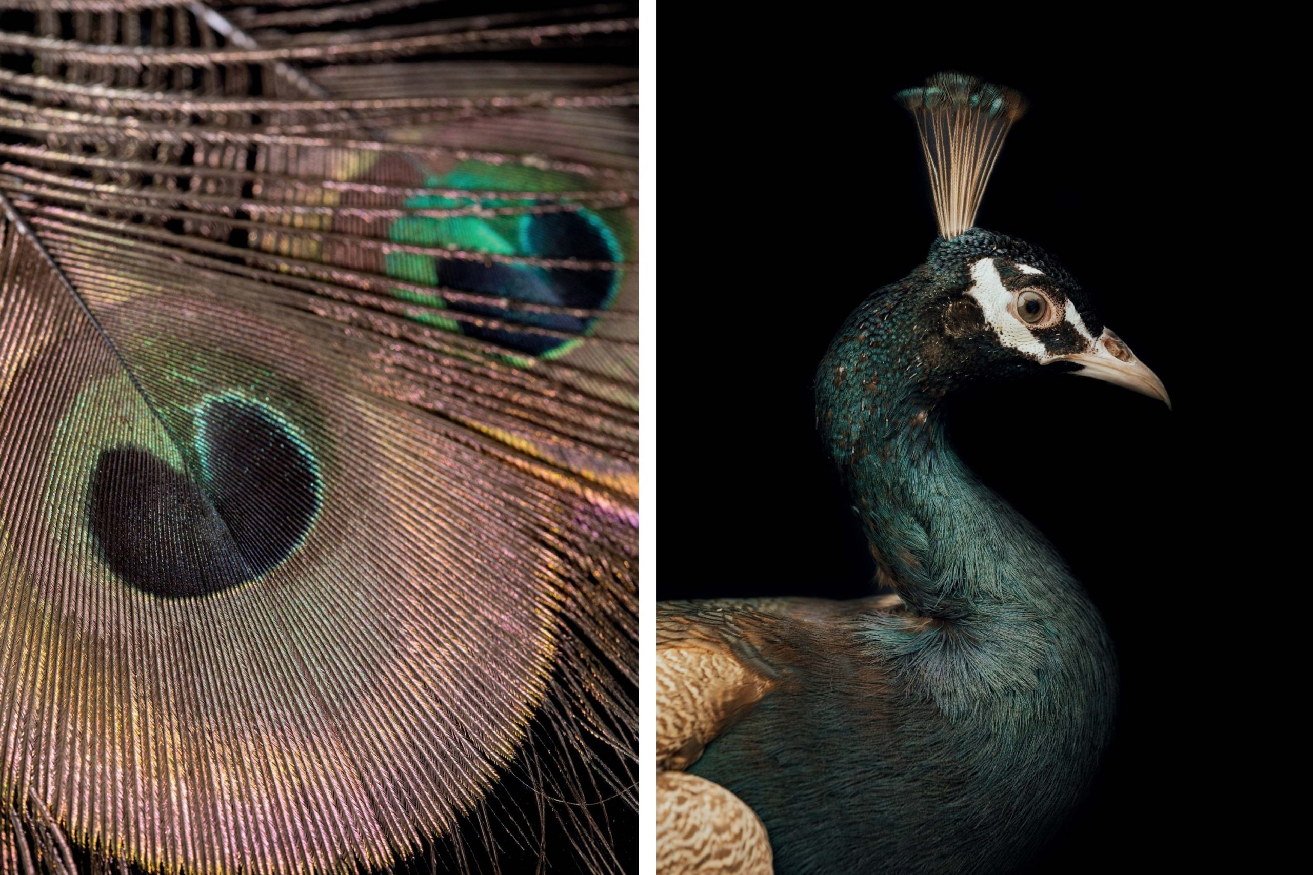 Peacocks In A Kaleidoscope Of Color Garden Gun