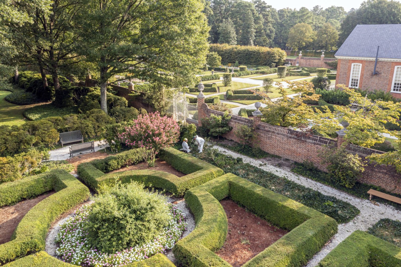 Boxwood Blight Strikes Colonial Williamsburg Garden & Gun