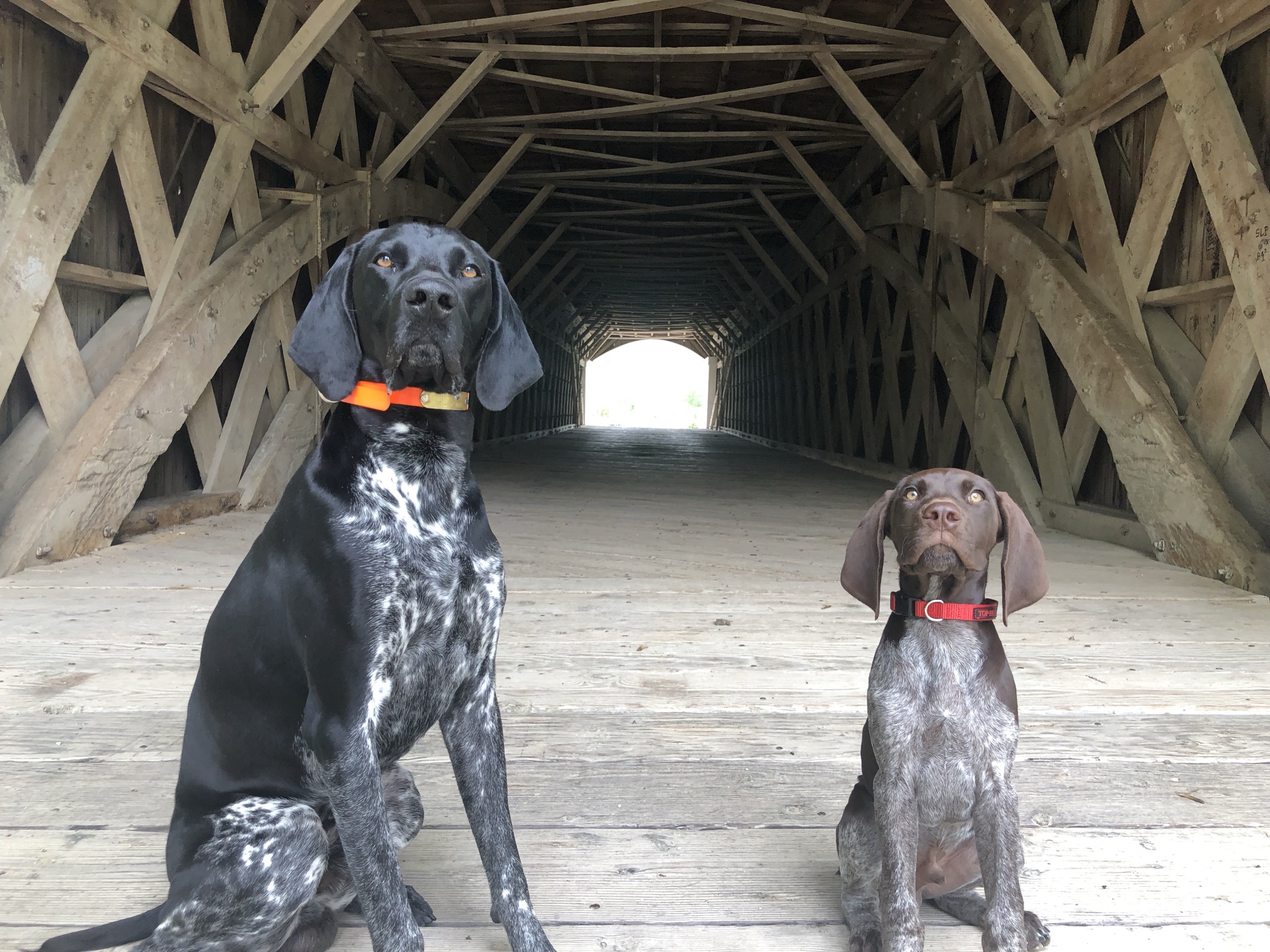 Meet The Winners Of The 2021 Good Dog Photo Contest Garden Gun