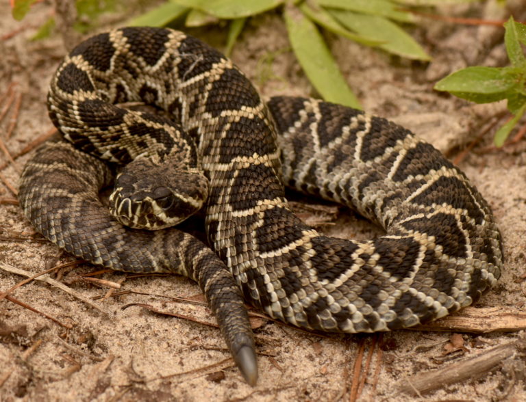 See a Rare Litter of Eastern Diamondback Rattlesnakes – Garden & Gun