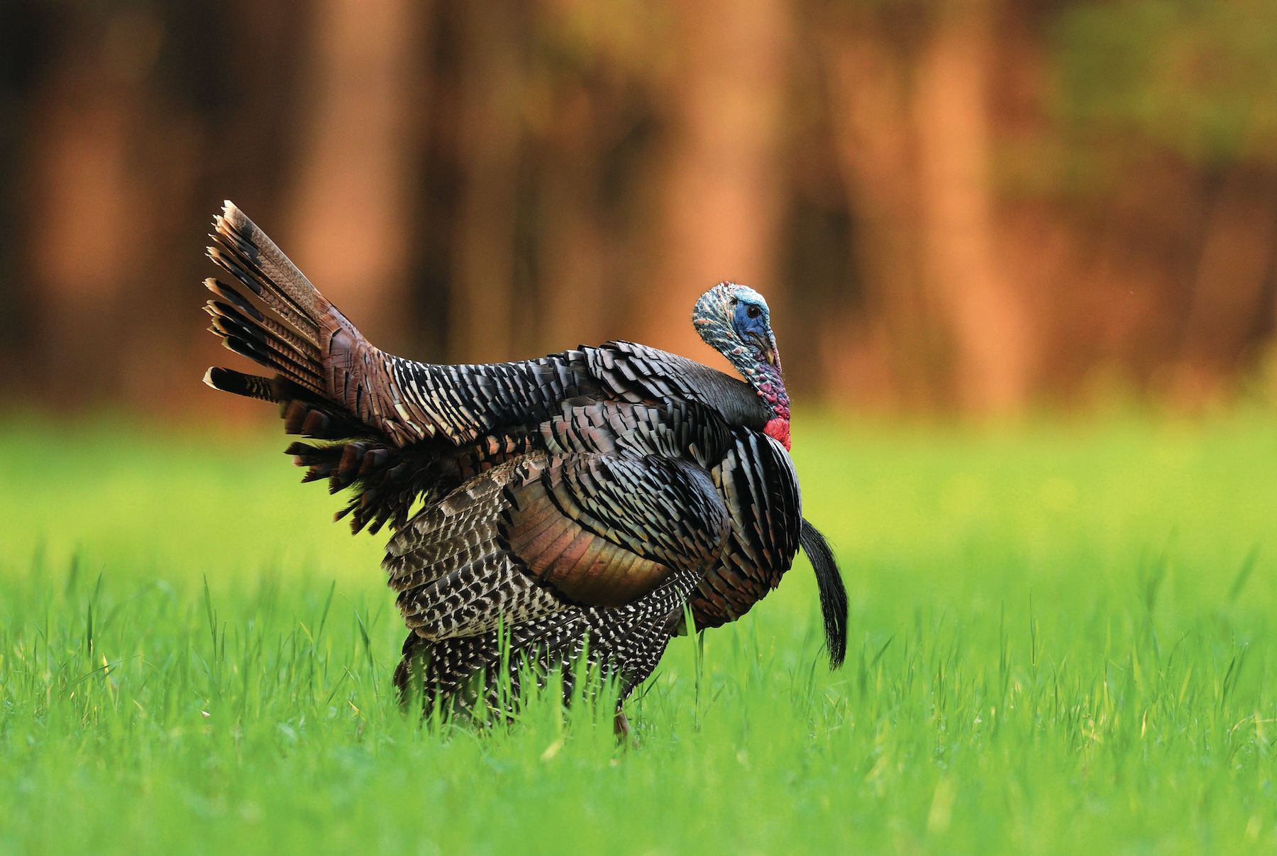 QUESTION: Will a #4 .410 lead shot be enough for a turkey? : r