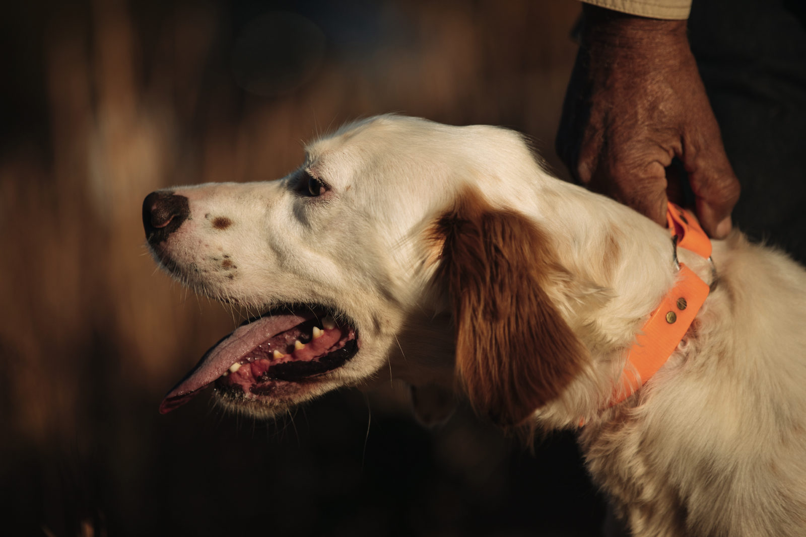 Trailer: Time to Let the Dawgs Hunt