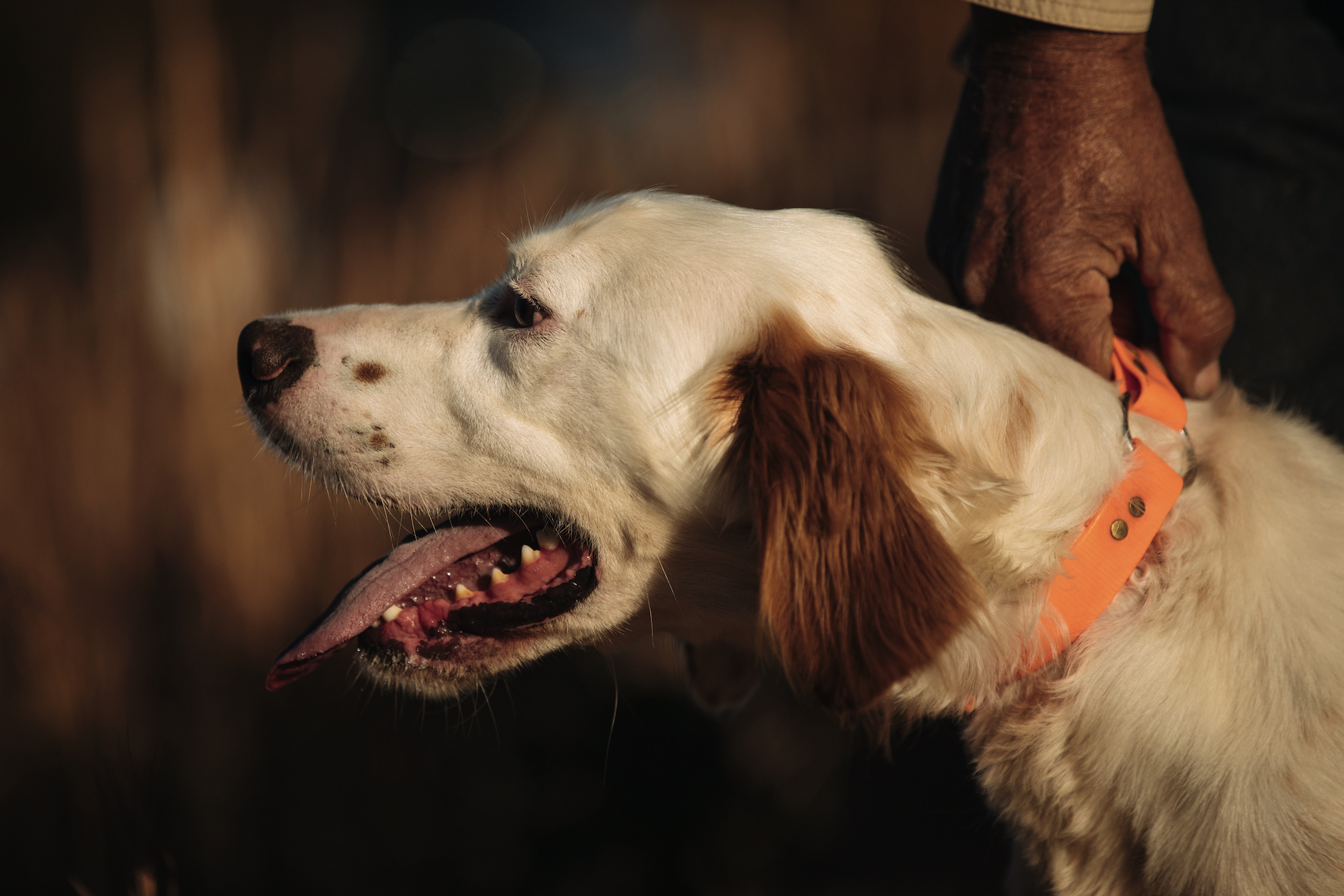 Gun Dogs and the Land in Between Friends Holding Ground : Game Birds 