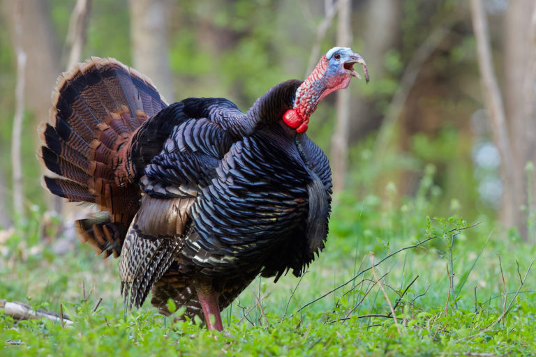 Why Wild Turkeys Need Help Garden & Gun