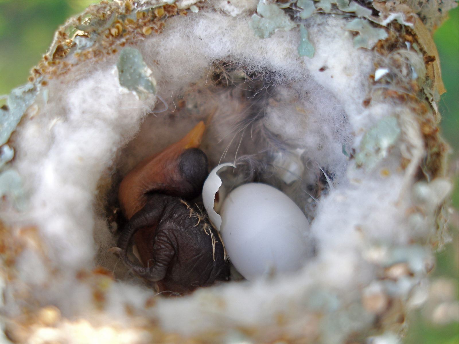 The Birds Are Back in Town – Garden & Gun