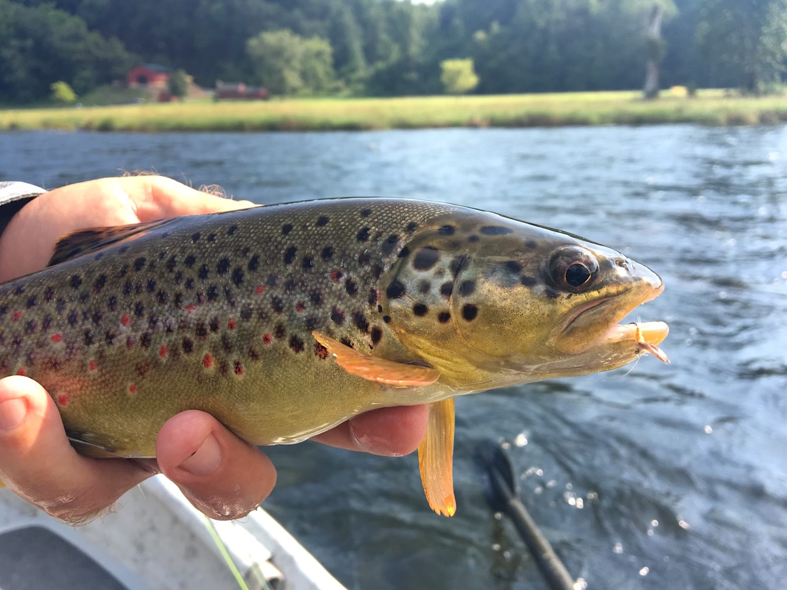 May Fly Life Cycle Old Fashioned Glass - The Trout Spot