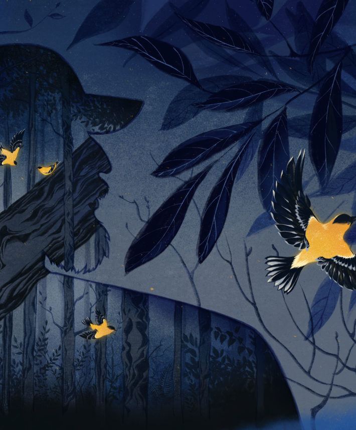 Watching Lightning Bugs at Congaree National Park Garden & Gun