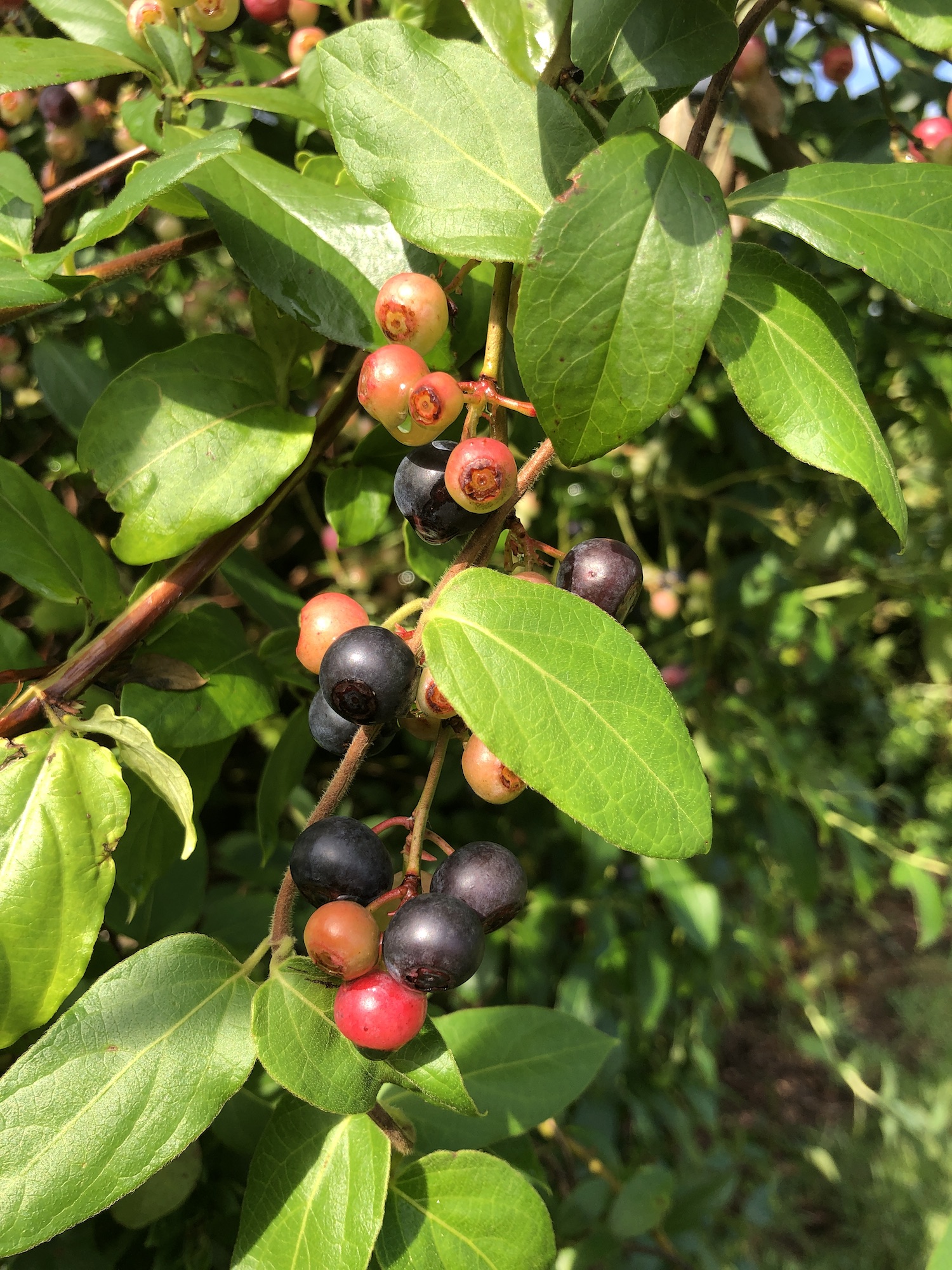 Lessons from the Blueberry Patch – Garden & Gun