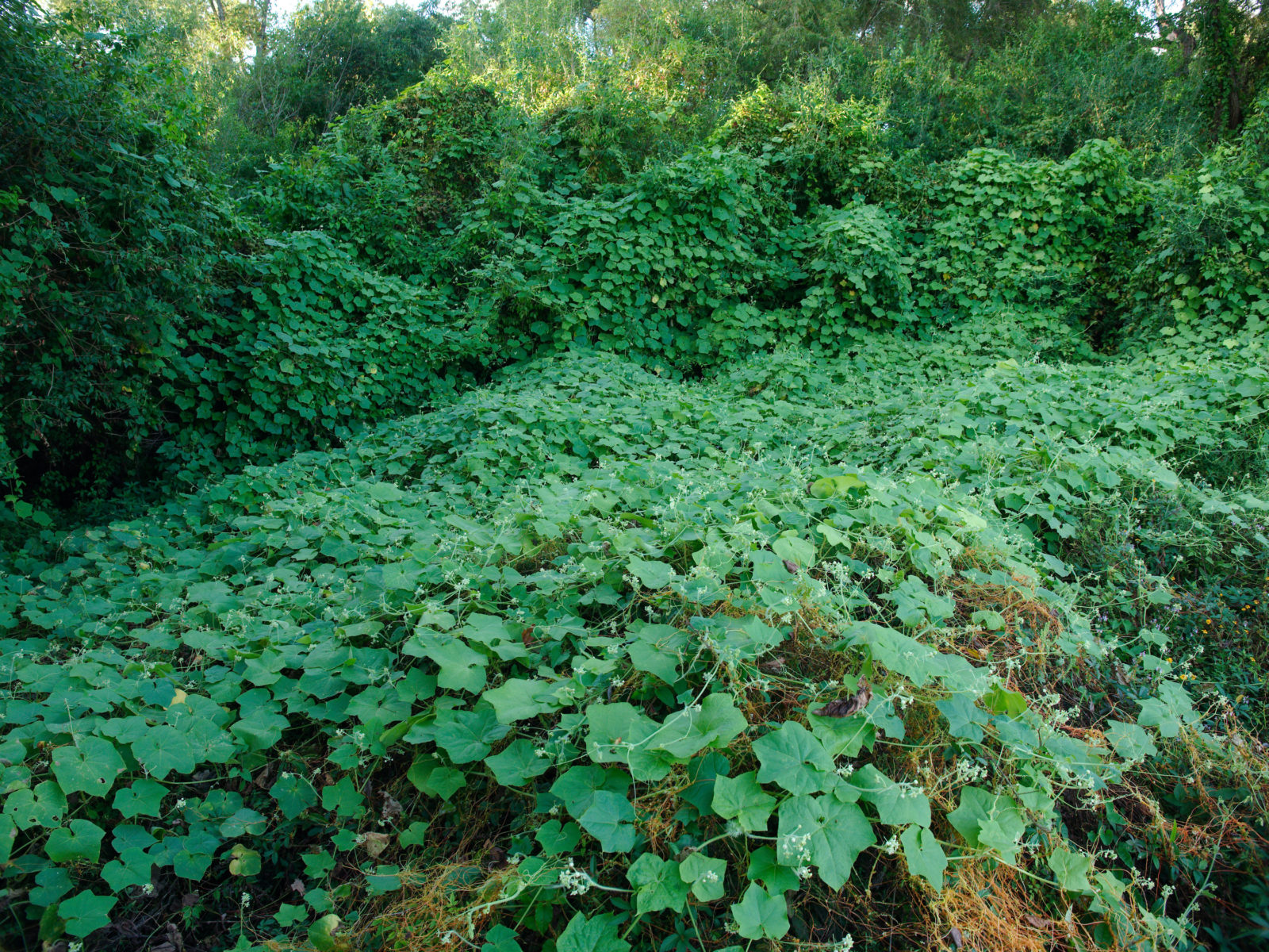 The Weird and Wonderful Ways You Can Cook with Kudzu (Really!) – Garden & Gun-image