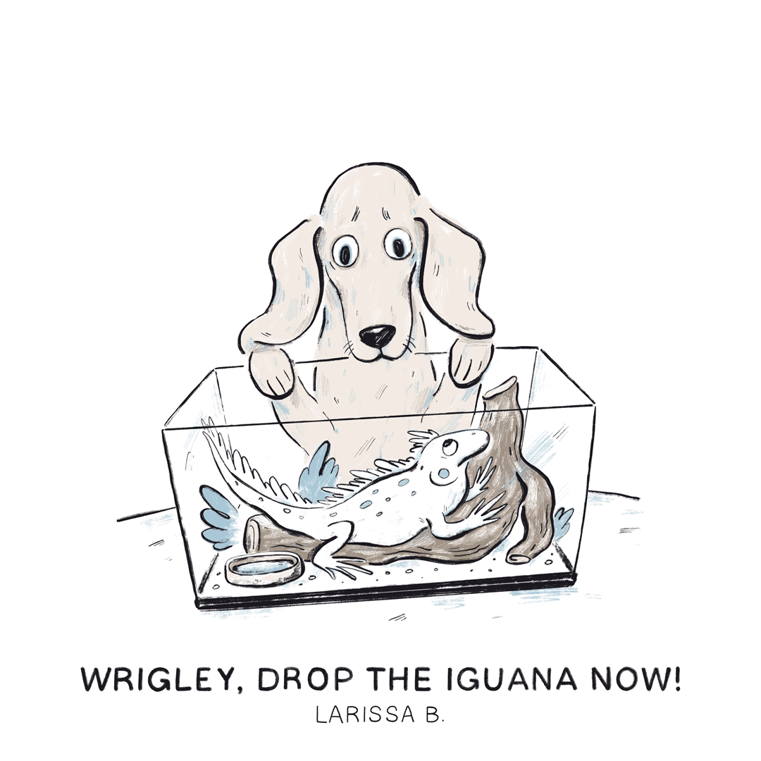 Wrigley, drop the iguana now! —Larissa B.