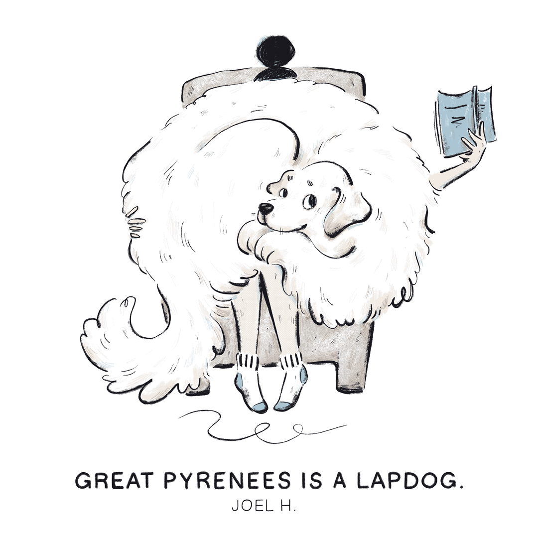 The Great Pyrenees is a lapdog. —Joel H.