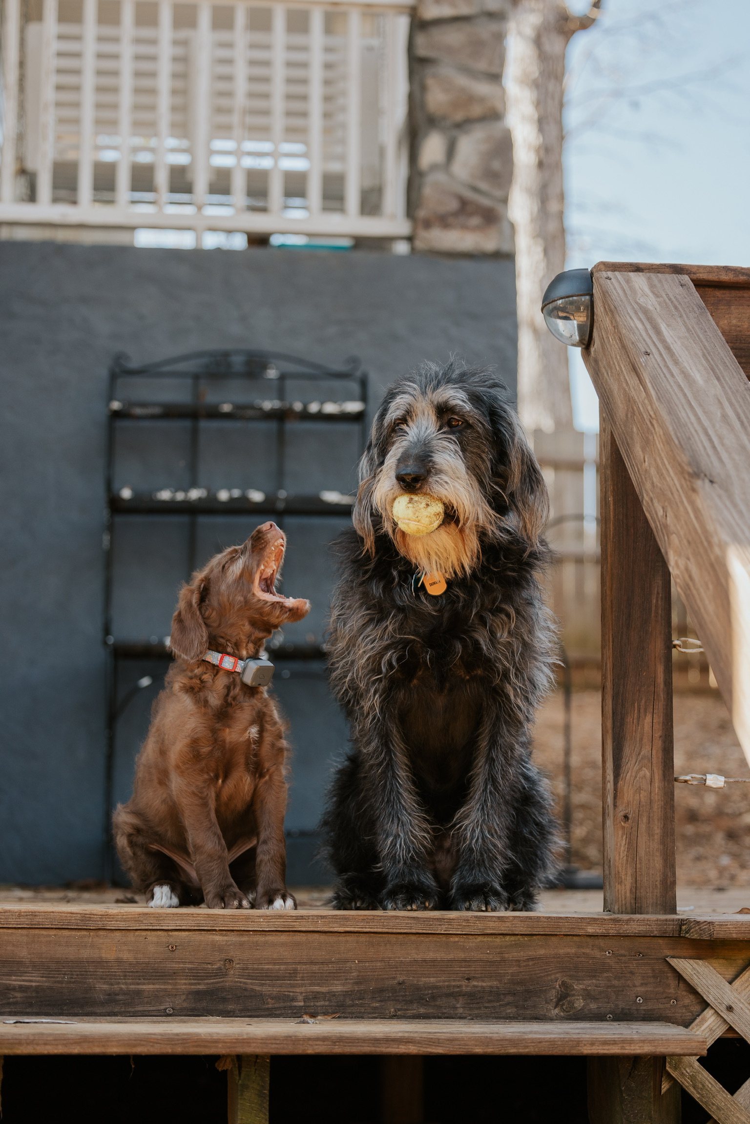 Gucci Werner, shih tzu - Dog Photo Contest