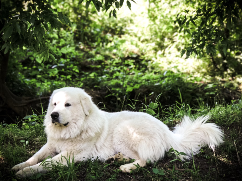 Meet the Winners of the 2022 Good Dog Photo Contest – Garden & Gun