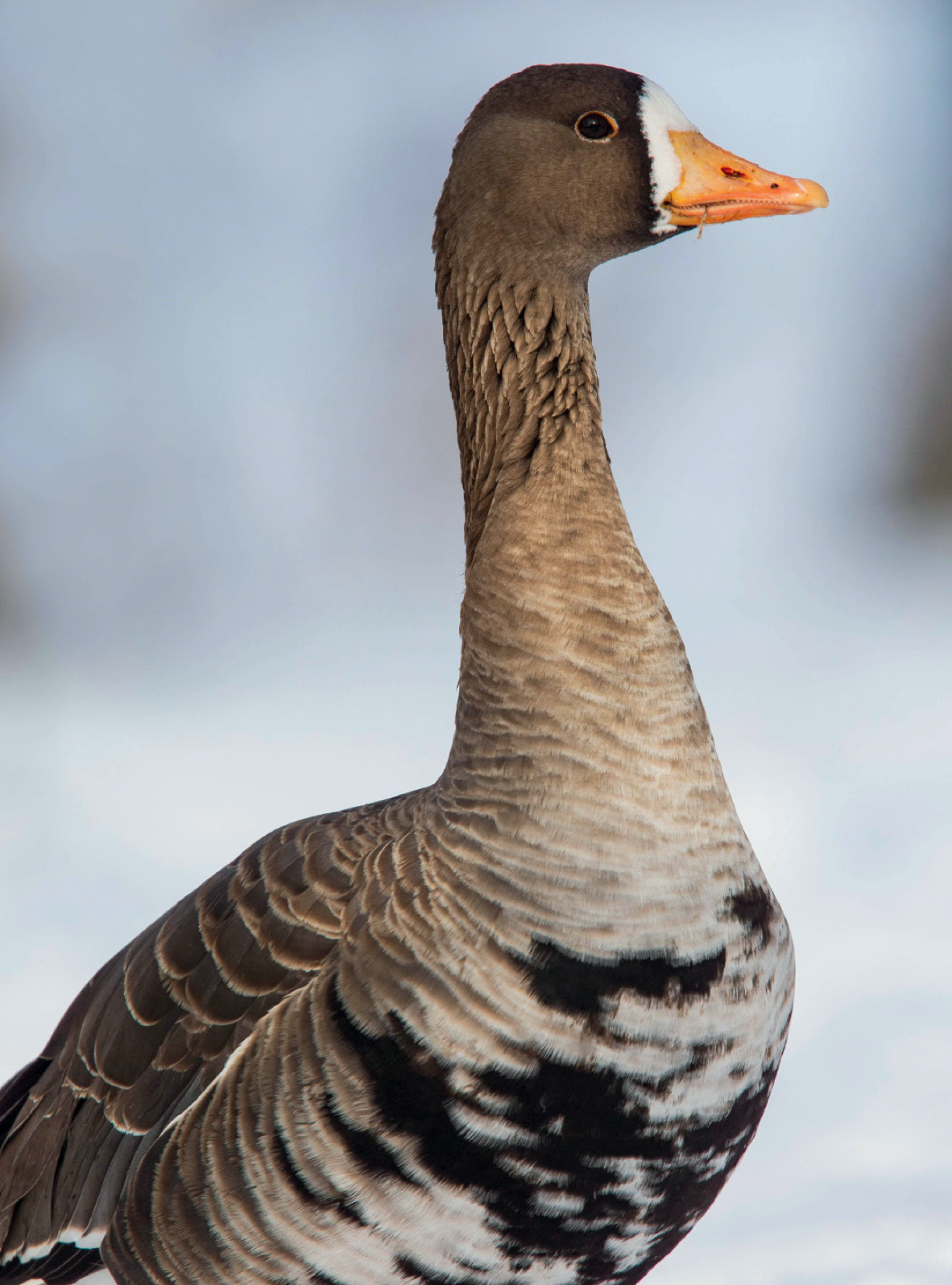 Greater White-fronted Goose Identification, All About Birds