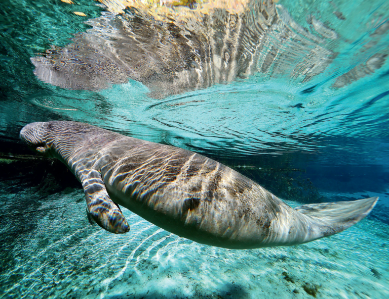 The Race To Save Florida Manatees – Garden & Gun